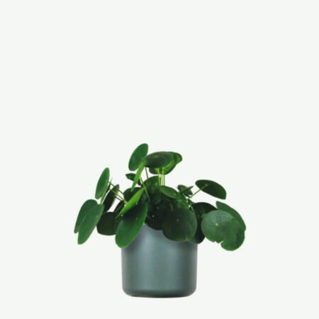 Pilea Peperomioides